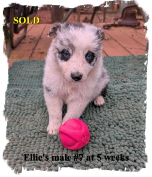 ABCA Blue Merel male Boreder Collie out of working stock at 5 weks